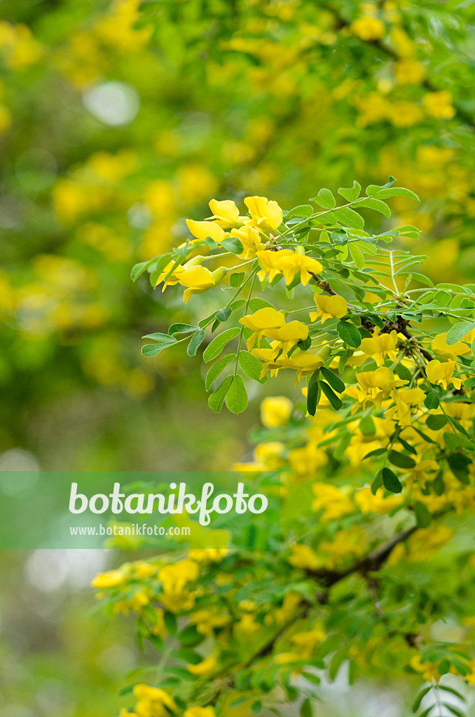 520098 - Siberian peashrub (Caragana arborescens)