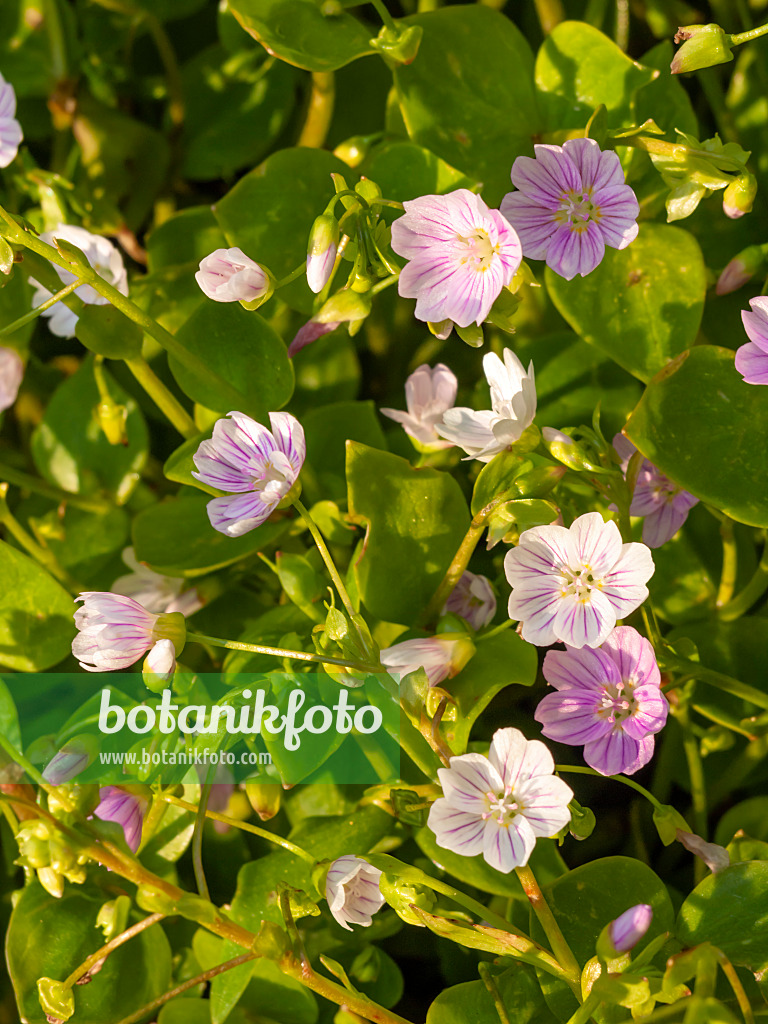 425040 - Siberian spring beauty (Claytonia sibirica syn. Montia sibirica)