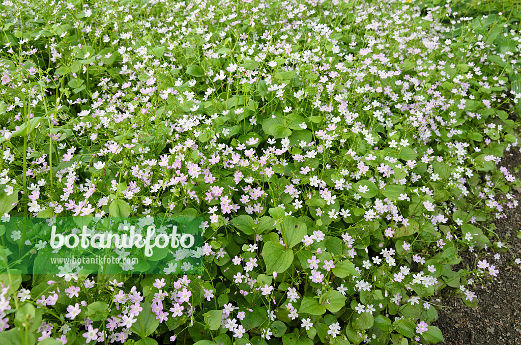 520442 - Siberian spring beauty (Claytonia sibirica syn. Montia sibirica)