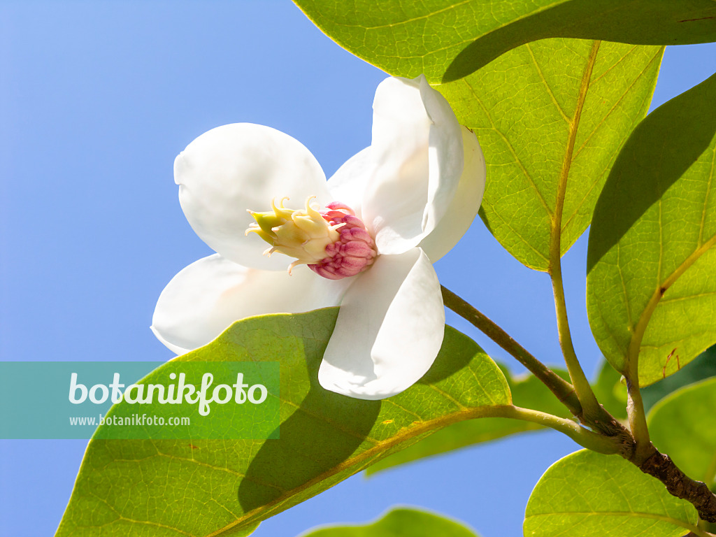 439109 - Siebold's magnolia (Magnolia sieboldii)