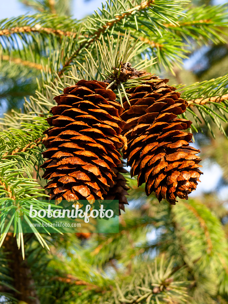 427234 - Sikkim spruce (Picea spinulosa)