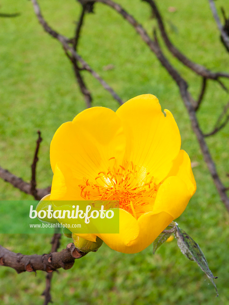 411266 - Silk cotton tree (Cochlospermum religiosum)