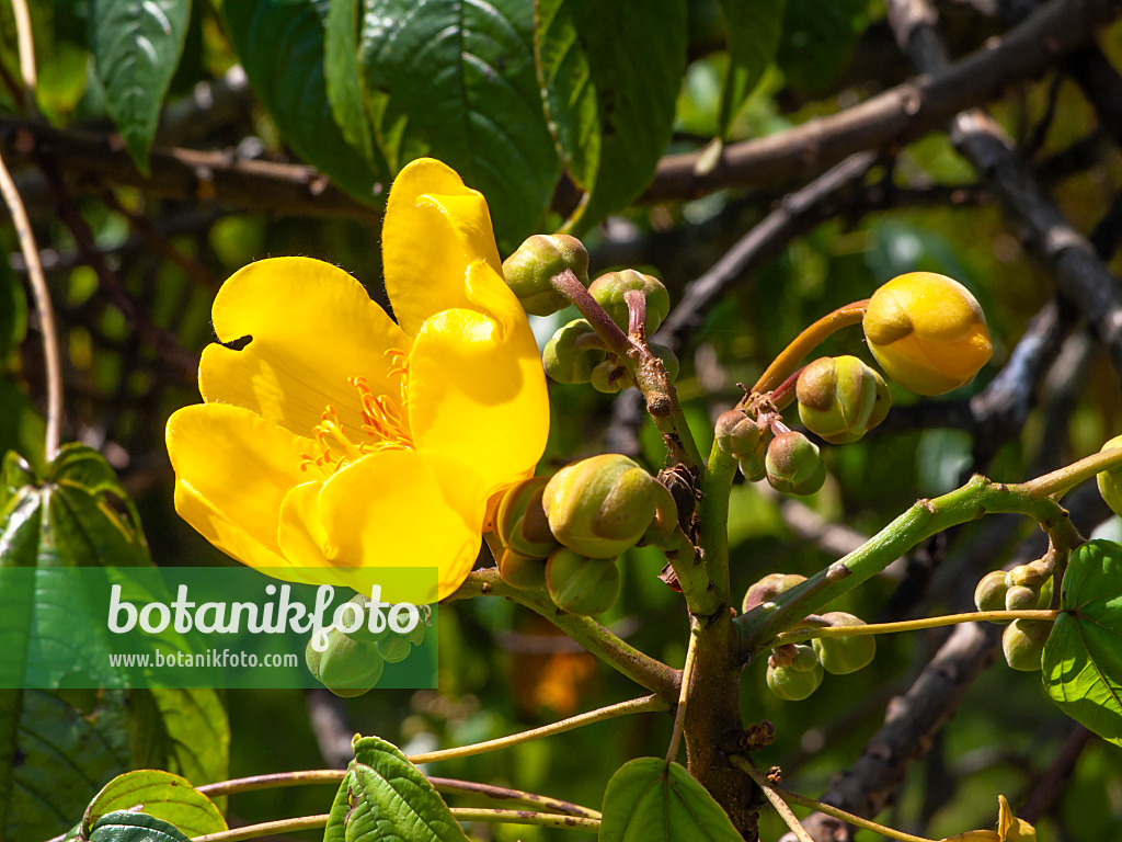 434294 - Silk cotton tree (Cochlospermum religiosum)