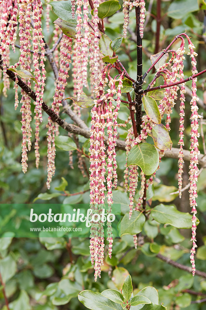 625220 - Silk tassel (Garrya elliptica 'Glasnevin Wine')