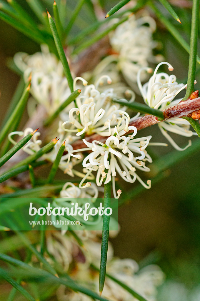 480009 - Silky hakea (Hakea sericea)