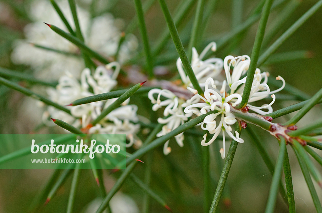 480010 - Silky hakea (Hakea sericea)