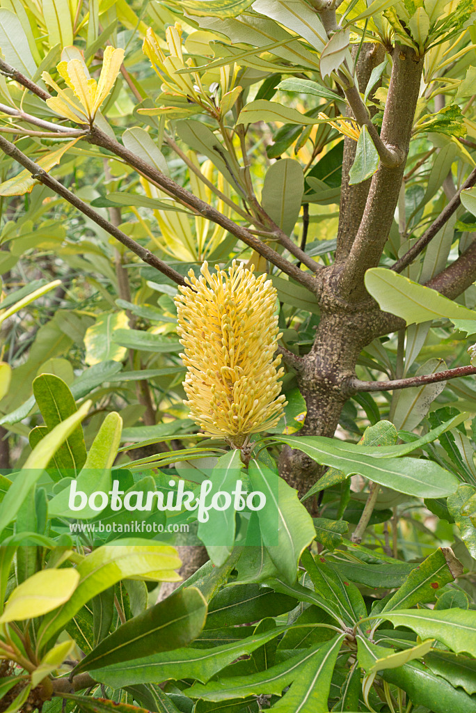 558311 - Silver banksia (Banksia marginata)