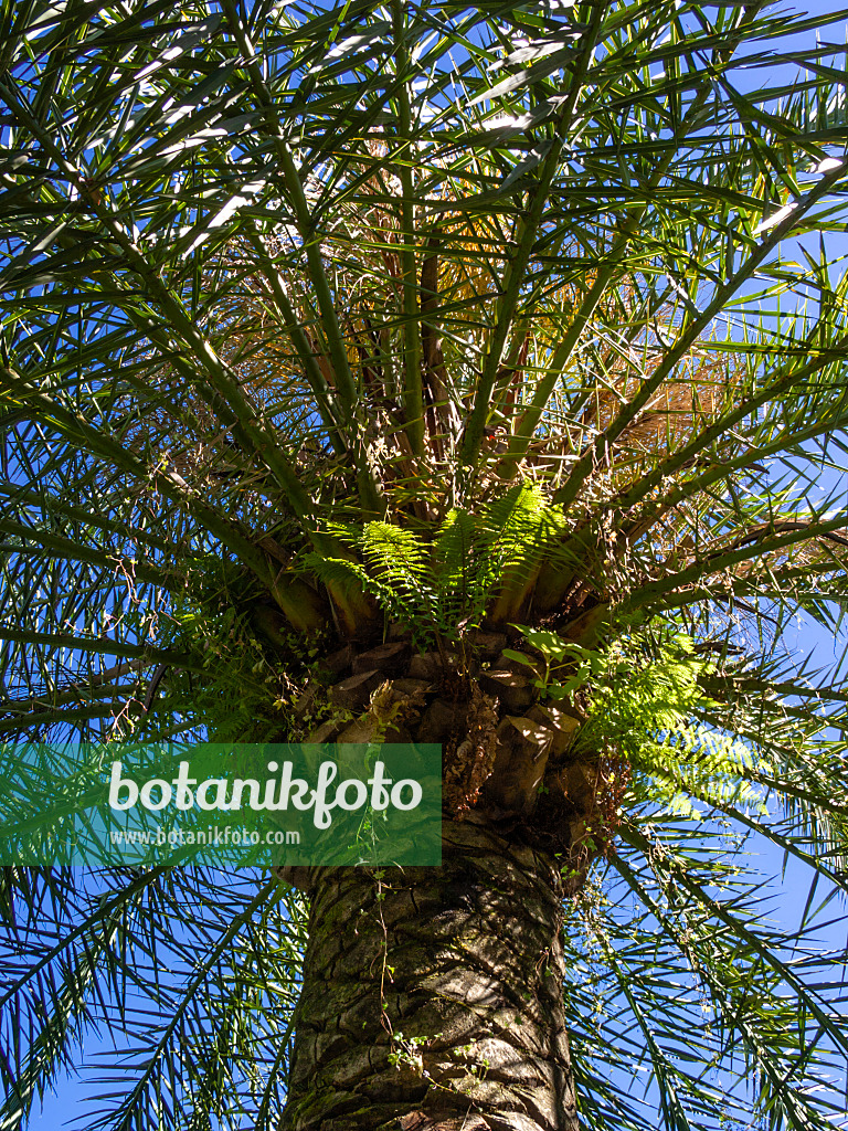 414135 - Silver date palm (Phoenix sylvestris) with mighty trunk and wide crown in front of blue sky