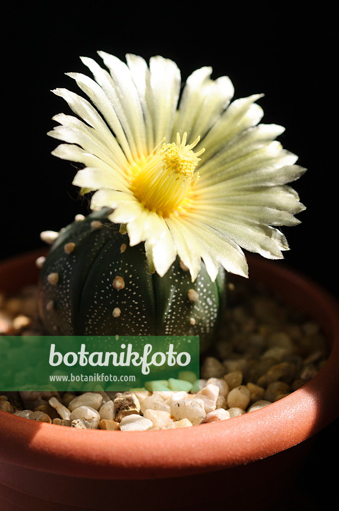 472278 - Silver dollar cactus (Astrophytum asterias)