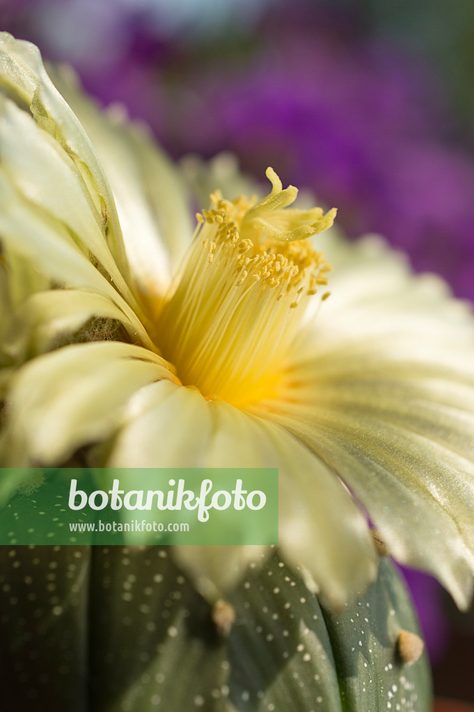 510161 - Silver dollar cactus (Astrophytum asterias)