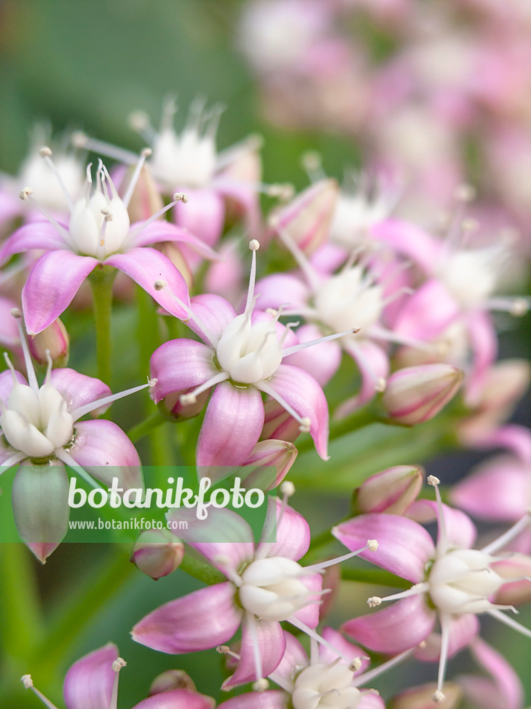 445017 - Silver dollar plant (Crassula arborescens subsp. undulatifolia)