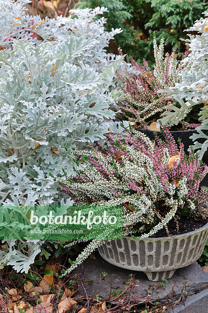 466042 - Silver groundsel (Senecio cineraria) and common heather (Calluna vulgaris)