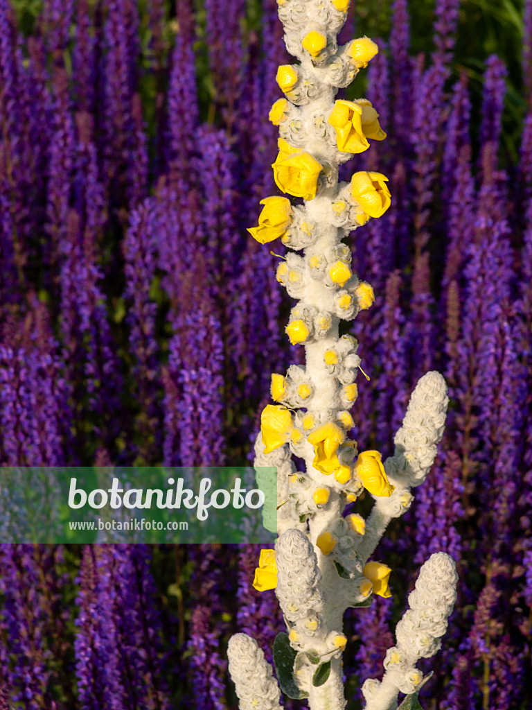 438244 - Silver mullein (Verbascum bombyciferum) and woodland sage (Salvia nemorosa)