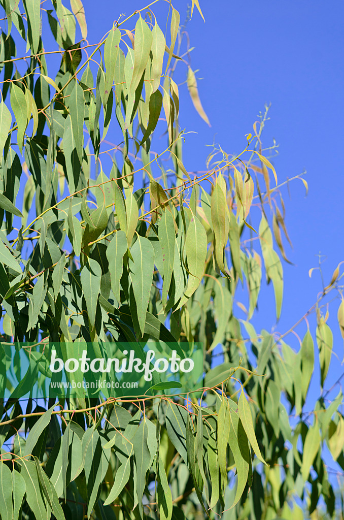 572082 - Silver princess gum (Eucalyptus caesia)