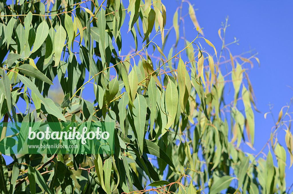 572083 - Silver princess gum (Eucalyptus caesia)