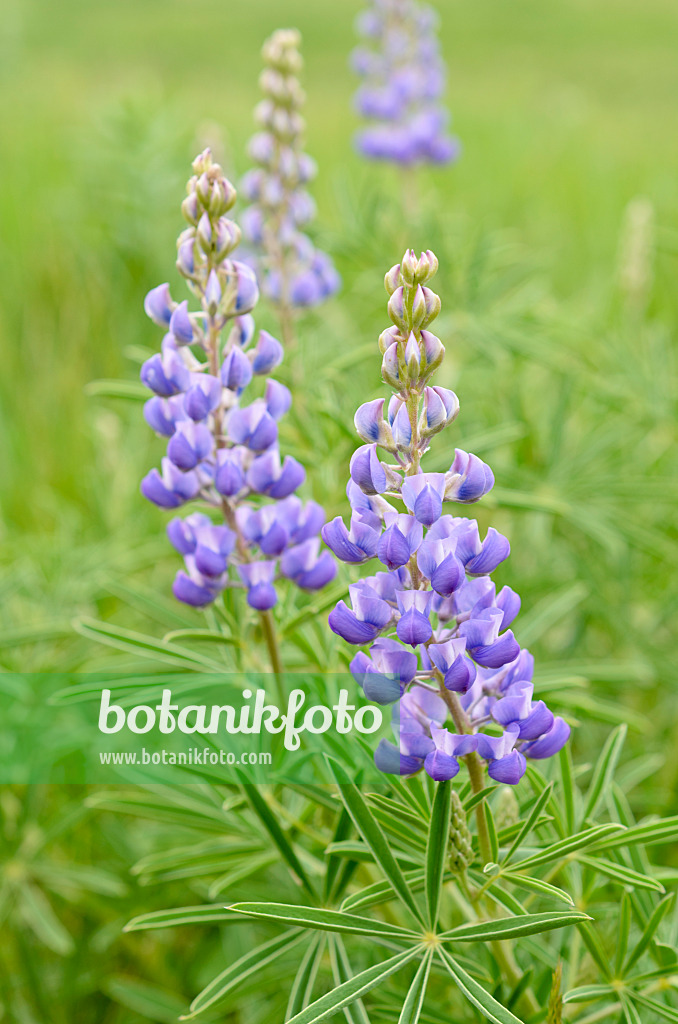 508206 - Silvery lupin (Lupinus argenteus)