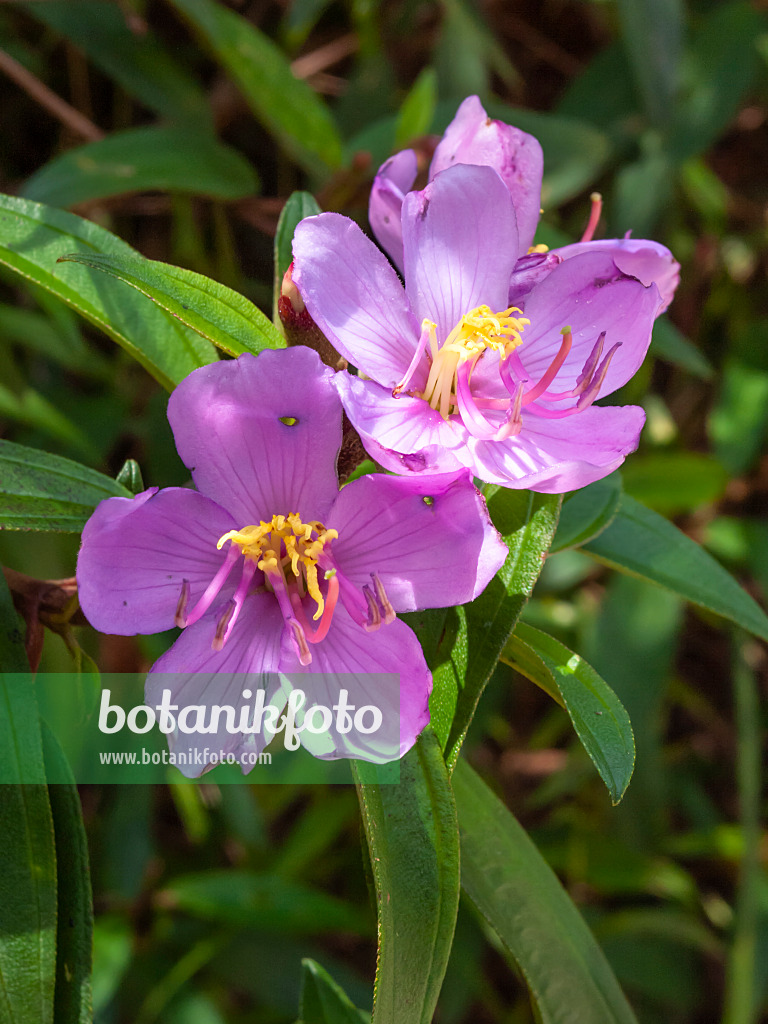 411260 - Singapore rhododendron (Melastoma malabathricum)