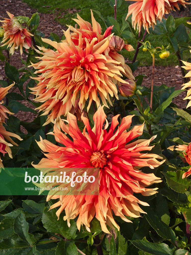 418061 - Single dahlia (Dahlia Autumn Fairy)