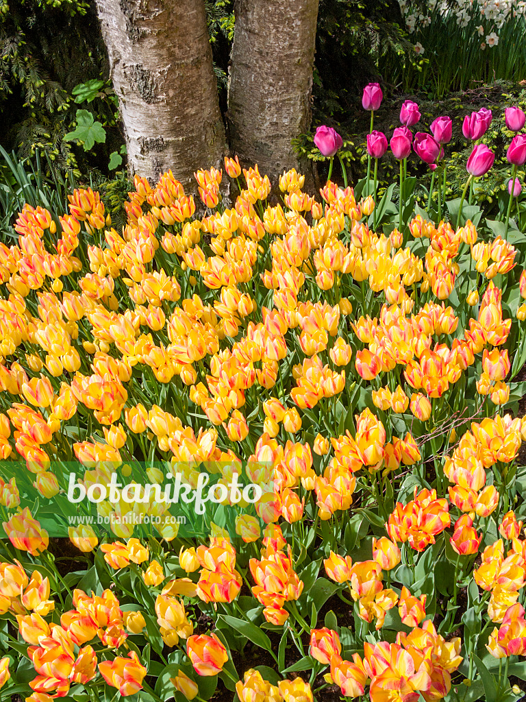 401065 - Single late tulip (Tulipa Antoinette)