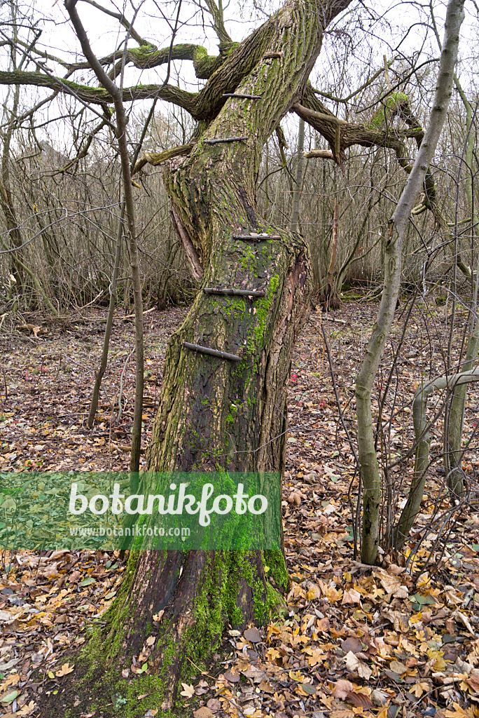 526065 - Slanting and mossy climbing tree with attached rungs