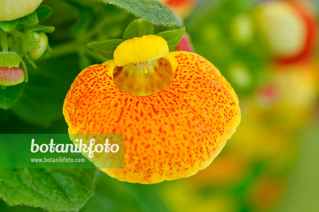 483101 - Slipperwort (Calceolaria)