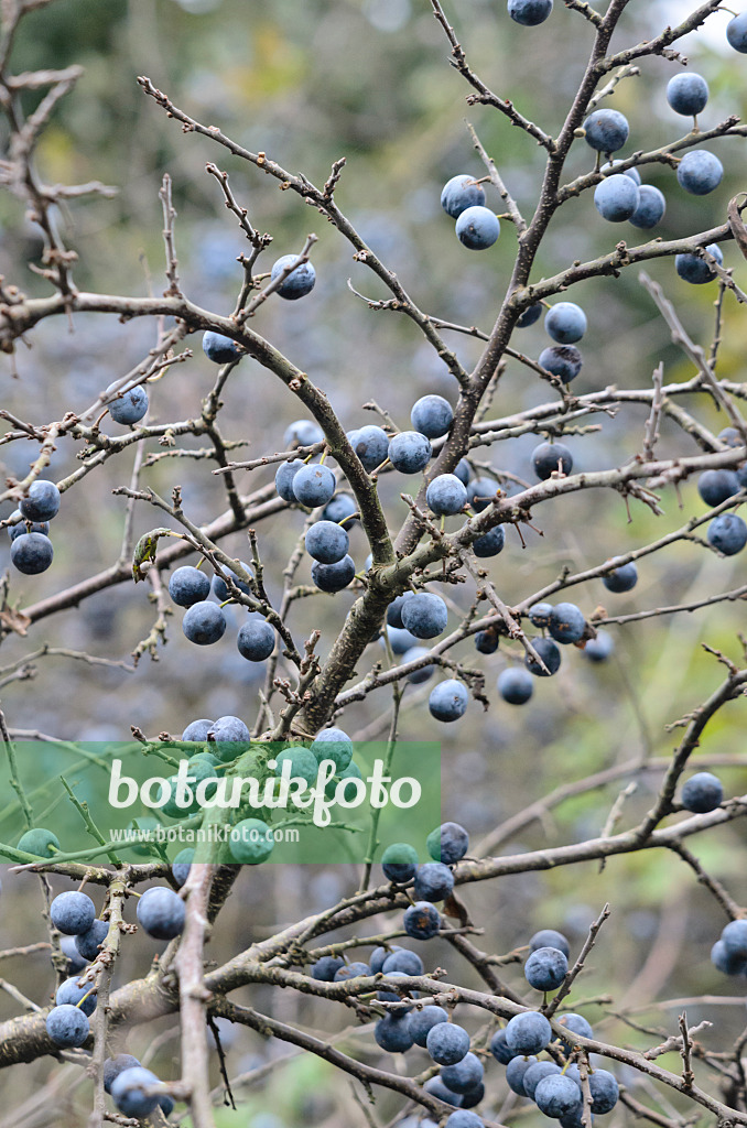 536184 - Sloe (Prunus spinosa)