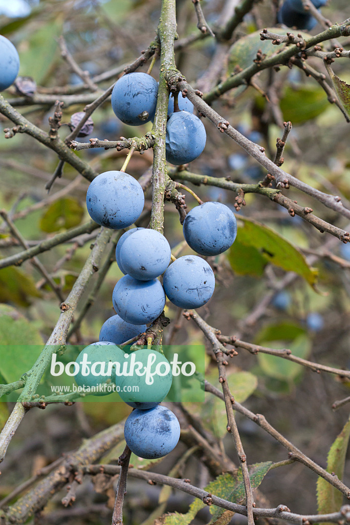 549166 - Sloe (Prunus spinosa)