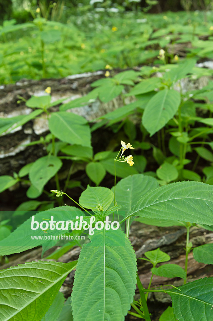 509086 - Small balsam (Impatiens parviflora)