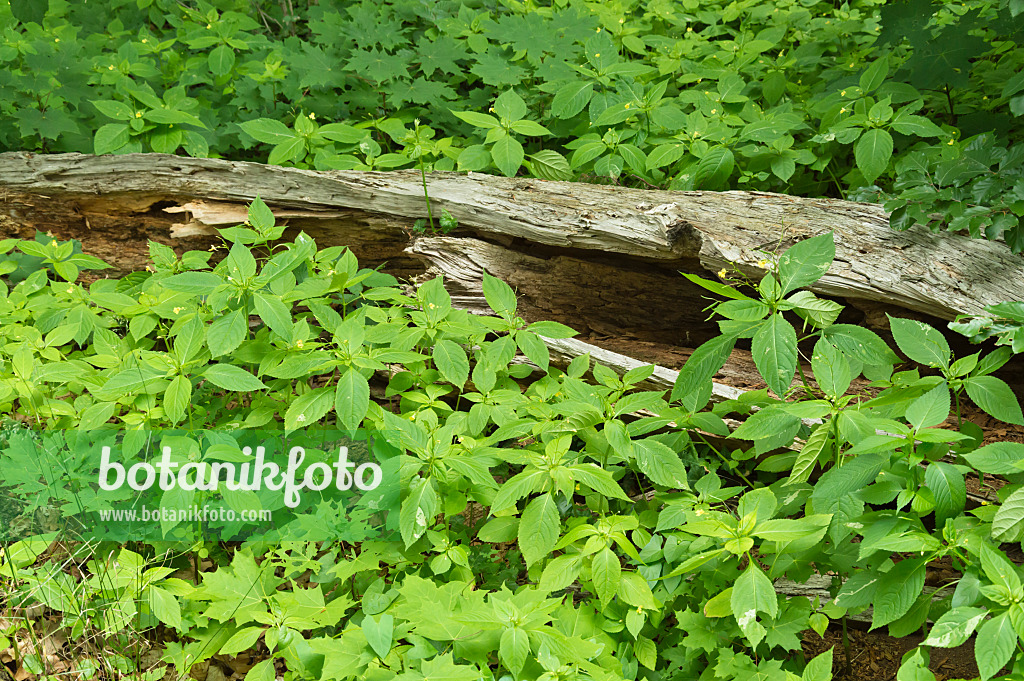 509100 - Small balsam (Impatiens parviflora) at a dead tree trunk