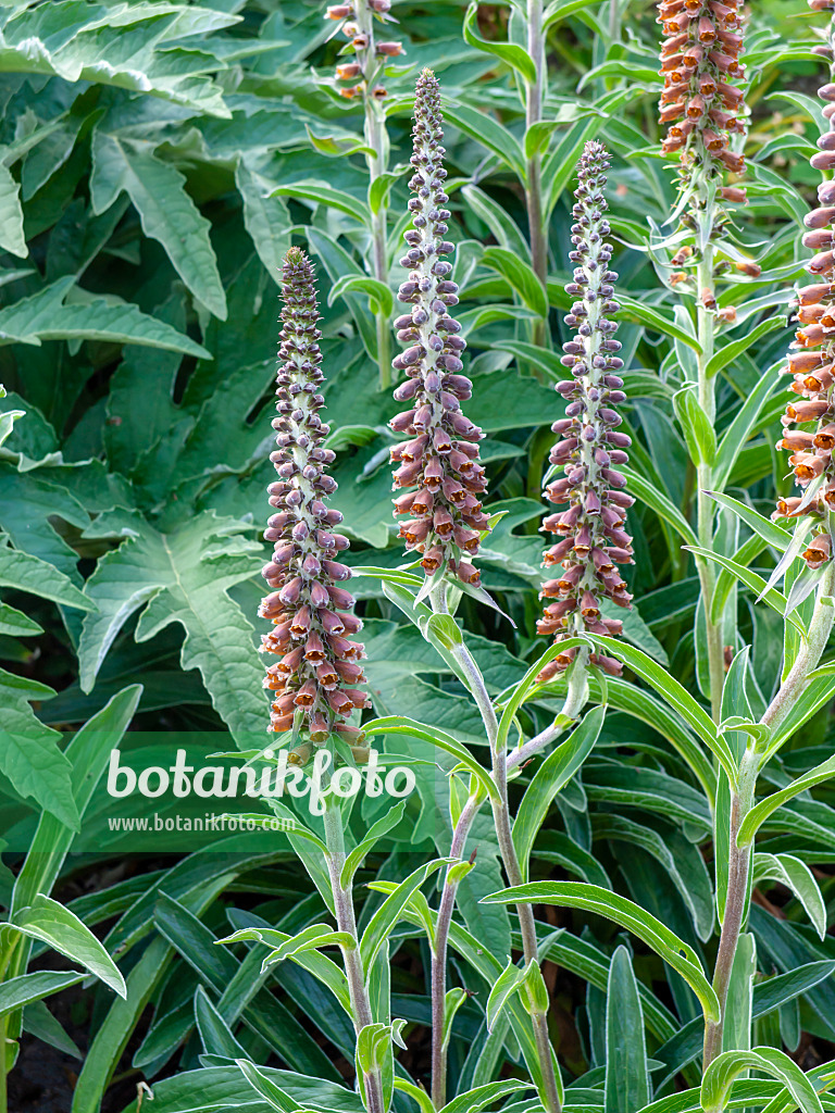 461095 - Small-flowered foxglove (Digitalis parviflora)