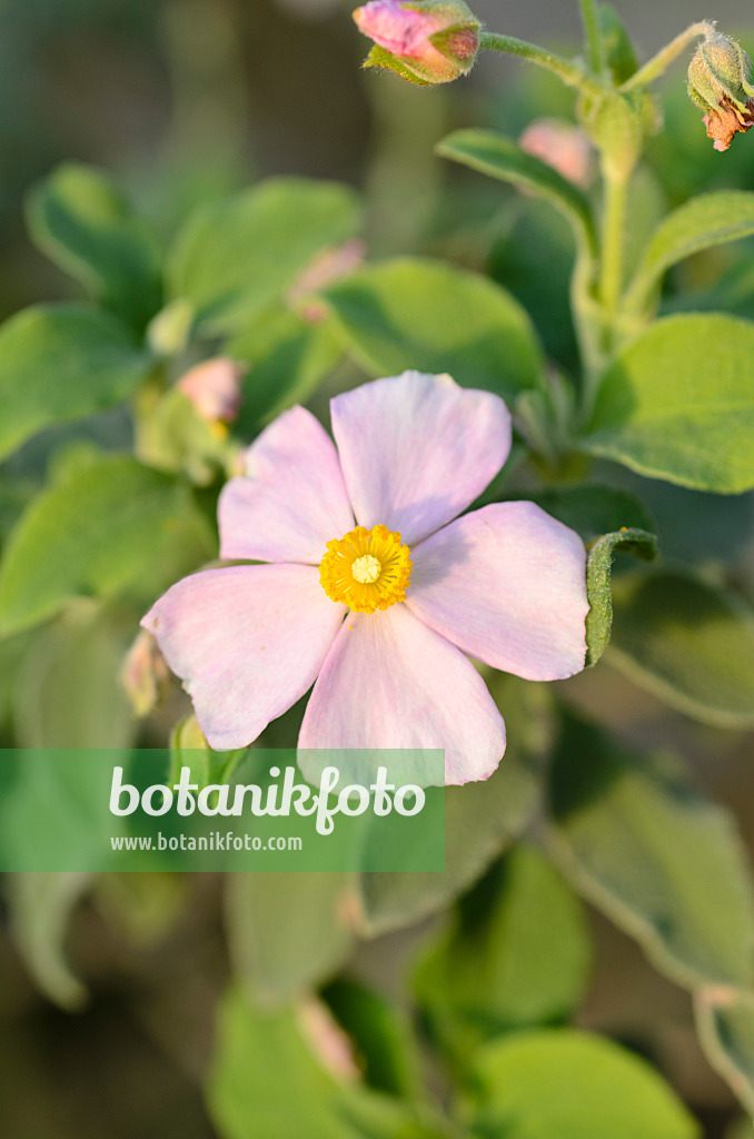 493053 - Small-flowered rock rose (Cistus parviflorus)