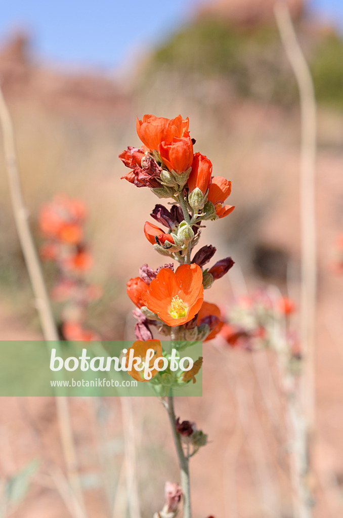 508264 - Small-leaved globe mallow (Sphaeralcea parvifolia)