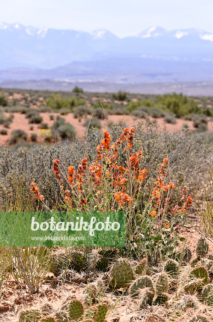 508265 - Small-leaved globe mallow (Sphaeralcea parvifolia), Arches National Park, Utah, USA