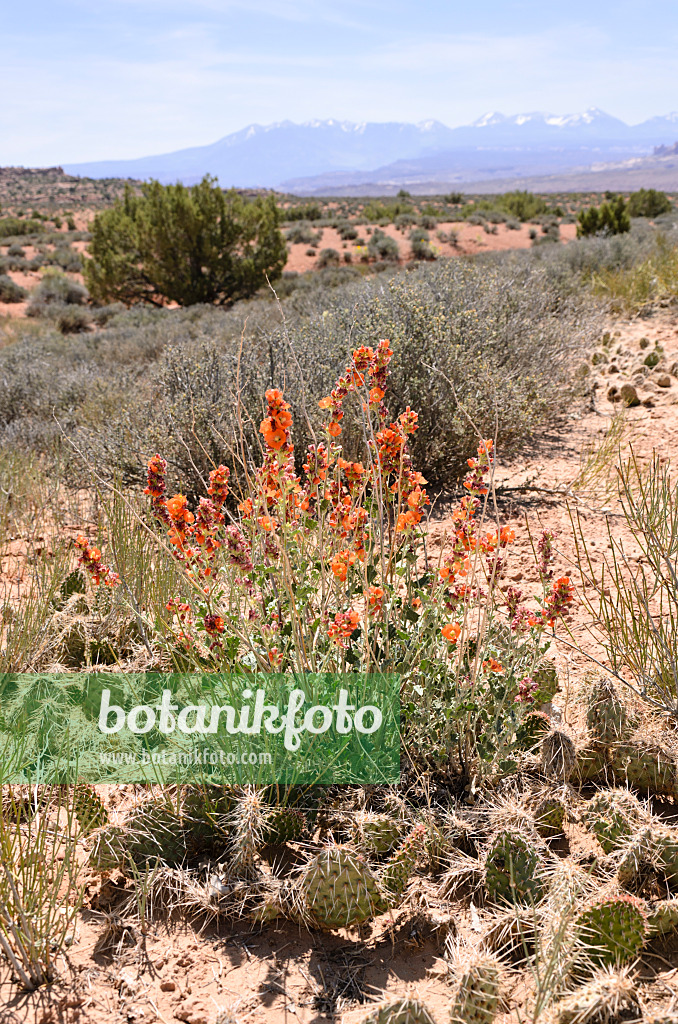 508266 - Small-leaved globe mallow (Sphaeralcea parvifolia), Arches National Park, Utah, USA