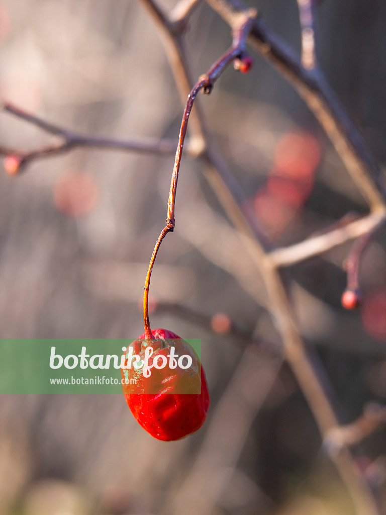 446010 - Small-leaved hawthorn (Crataegus microphylla)