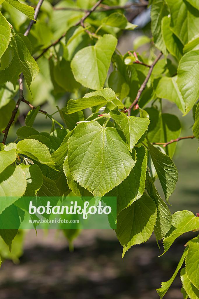 635164 - Small-leaved lime (Tilia cordata)