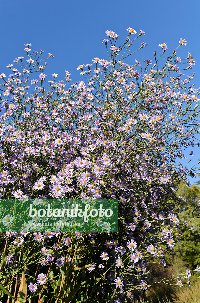 501088 - Smooth aster (Aster laevis 'Anneke van der Jeugd')