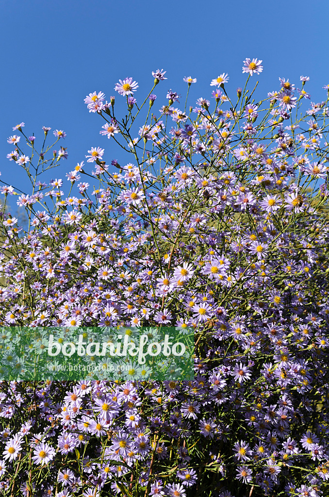 501089 - Smooth aster (Aster laevis 'Anneke van der Jeugd')