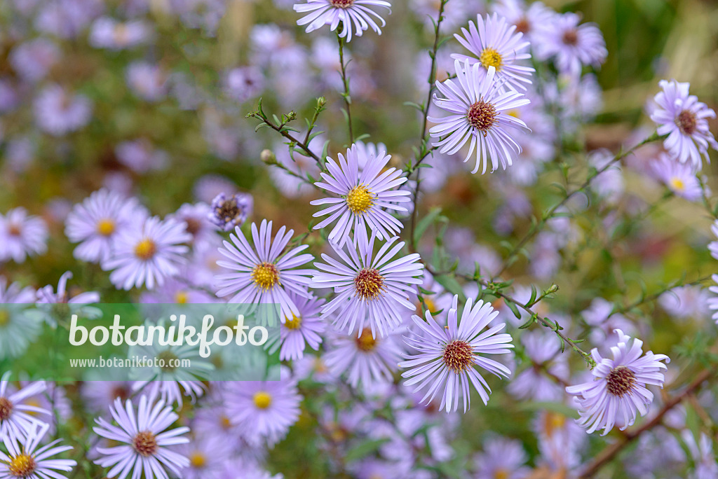 575023 - Smooth aster (Aster laevis 'Blauschleier')