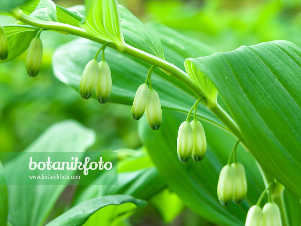 437169 - Smooth Solomon's seal (Polygonatum biflorum syn. Polygonatum giganteum)