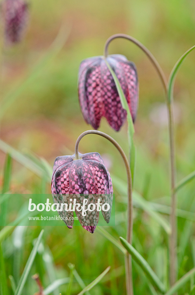 519148 - Snake's head (Fritillaria meleagris)