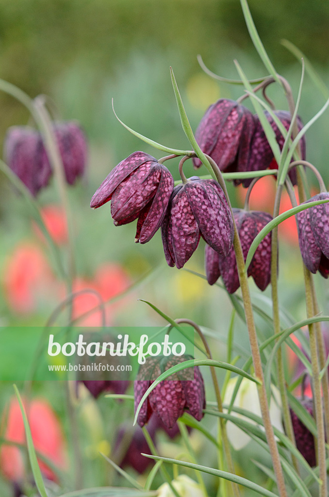 519173 - Snake's head (Fritillaria meleagris)