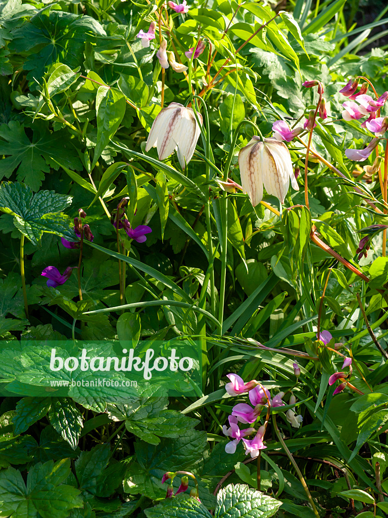 459066 - Snake's head (Fritillaria meleagris 'Alba')