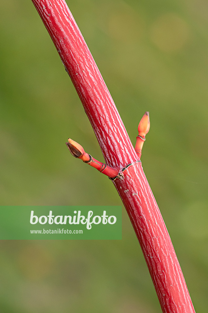 616150 - Snakebark maple (Acer x conspicuum 'Phoenix')