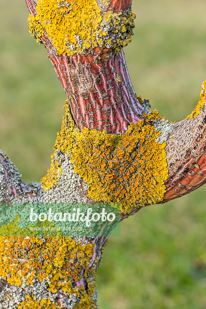 616151 - Snakebark maple (Acer x conspicuum 'Phoenix') and common orange lichen (Xanthoria parietina)