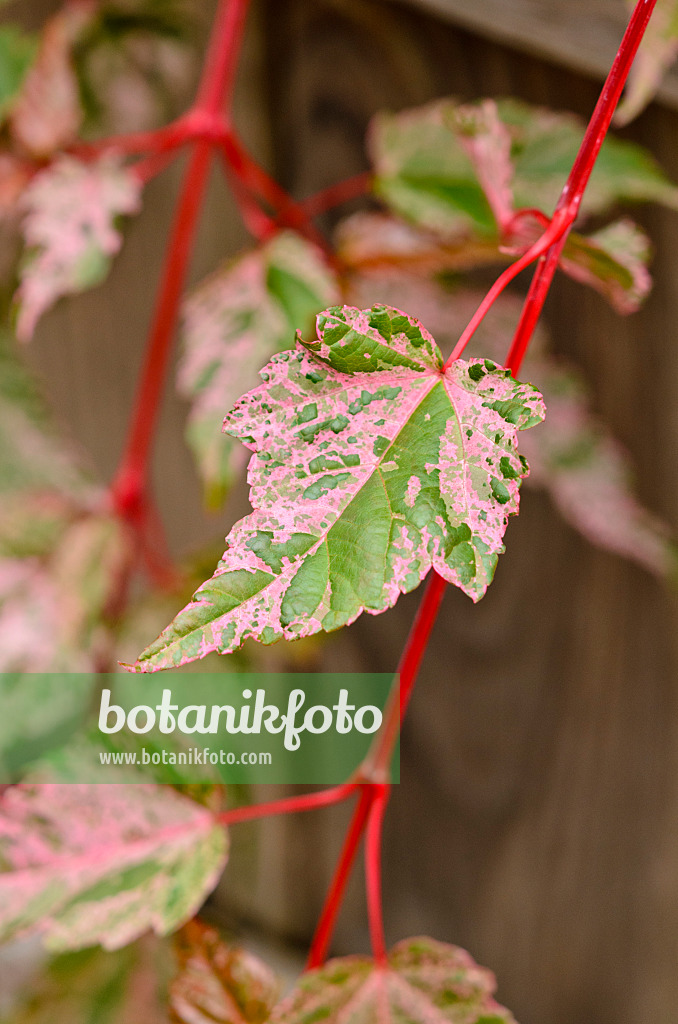 523128 - Snakebark maple (Acer x conspicuum 'Red Flamingo')