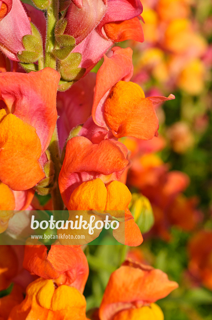 474231 - Snapdragon (Antirrhinum majus)