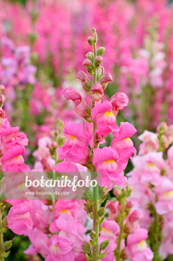 475104 - Snapdragon (Antirrhinum majus 'Coronette Mix')