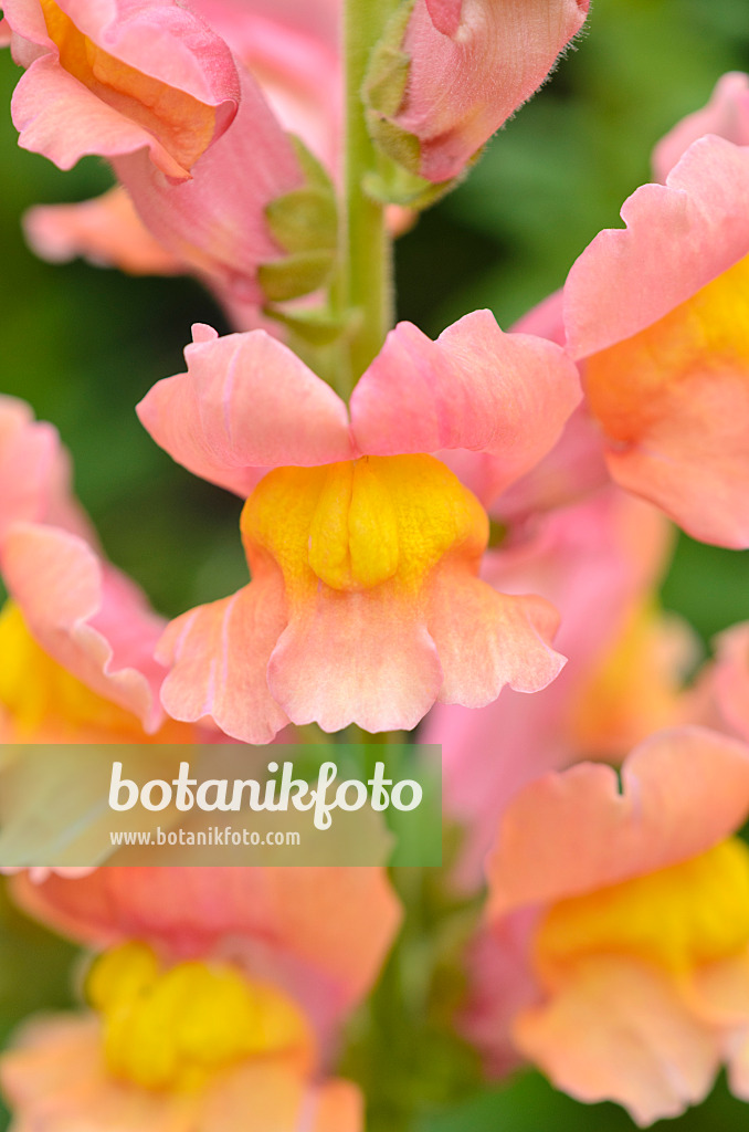 523130 - Snapdragon (Antirrhinum majus 'Rocket Bronze')