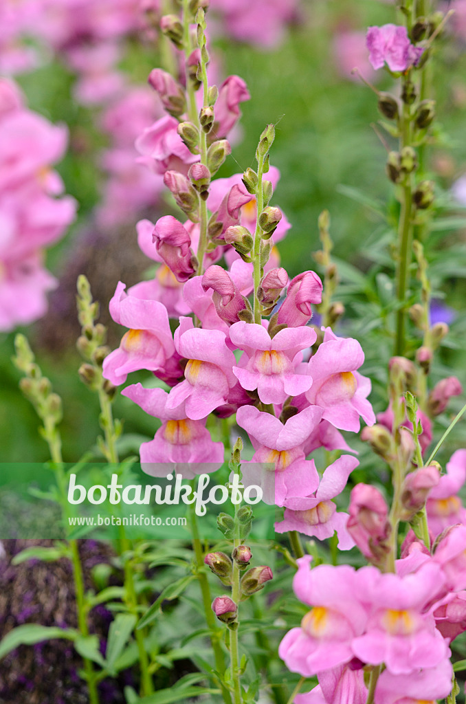 547033 - Snapdragon (Antirrhinum majus 'Rocket Orchid Rose')